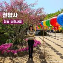 전남 순천사찰 유네스코 등재 추천명소 조계산 선암사