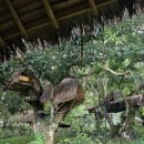 Cat garden 이미지