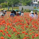 [울산광역매일]울산 태화강 국가정원 봄꽃축제 개막 이미지
