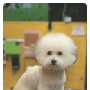 애니펫살롱 이미지