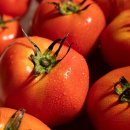 토마토 이미지