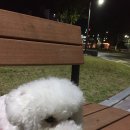 오늘은 특별하개 이미지