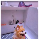 브라비 펫케어 이미지