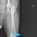 쿨펫동물병원 킨텍스점 이미지