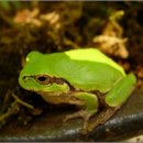 마이다스2 이미지