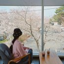 (주)폴빌락 진주지점 | 진주벚꽃카페 금호지 엔젤리너스 수양벚꽃 실시간 개화