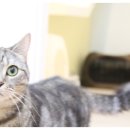 식빵굽는나비 이미지