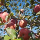 소룡농장 이미지