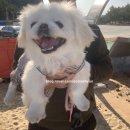 울진건어물 | [울진 애견동반][영덕 애견동반] 가볼 만한 곳 - 대진해수욕장, 황금대게공원, 고래불해수욕장, 영덕...