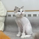 나비야(NABIYA) 이미지