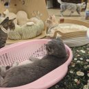 집사의하루 혜화점 이미지