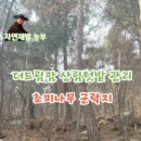 더드림팜