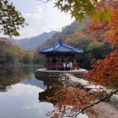 씨유 고창IC점 | 놓치면 1년 후회! 2025 진짜 마지막🍂 단풍 절정, 내장산 당일치기 코스 총정리