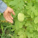 수호 농장 이미지