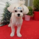 도그살롱바른핏 이미지