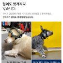 반려견토탈케어서비스휴안 | 견글라스 강아지 고글 사용 후기 안충 때문에 찾게 된 반려견 눈 보호용품
