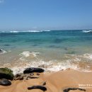 거북이가든 이미지