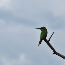 케이프설탕새(cape sugarbird) 이미지