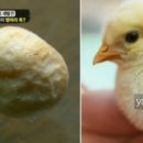 이모꼬 이미지