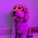 최영민 동물의료센터 이미지