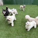 네발총총 | 네발총총 애견용품 천국, 직접 가보니 어땠을까?