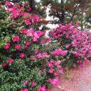 동백아구찜 이미지