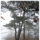 주왕산 가을산행(11.11. 5) 이미지