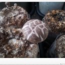 민찬농장 이미지