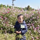 코스모스장 이미지