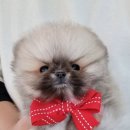 강아지분양 멍블랑 인천청라본점 이미지