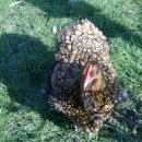 Gold Laced Orping Tons 이미지