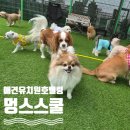 해맑은유치원 | [수원] 애견 유치원/호텔링 “멍스스쿨” 개별 맞춤 수업!