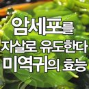 암세포가 자살한다?! ‘미역귀’의 끈적한 효능◈─―☞☞ 이미지