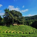 녹차농원 이미지