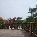 BHC치킨 포천신읍점 | 핑크언덕 포천허브아일랜드 포토스팟 먹을거리 나들이 가기 좋은곳