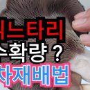 빵상자 칡느타리버섯재배 1차 수확량과 2차 방법공개 조회수 4.5만회 3년 전 이미지