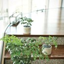 행복나무 이미지