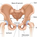 근육 연구소 이미지