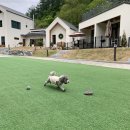 메리도그하우스 이미지