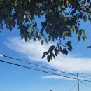 훌라댄스 이미지