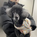 너에개 반하개 이미지