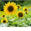 태백농장 이미지