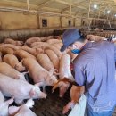 대마축산 이미지