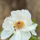 안국사지 이미지