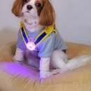 펫 가디언 이미지