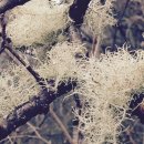 LICHEN FLOWER 이미지
