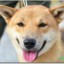 까치농장 이미지