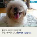 동물농장 이미지