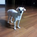 초로동물병원 이미지