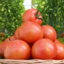 한마음토마토 이미지